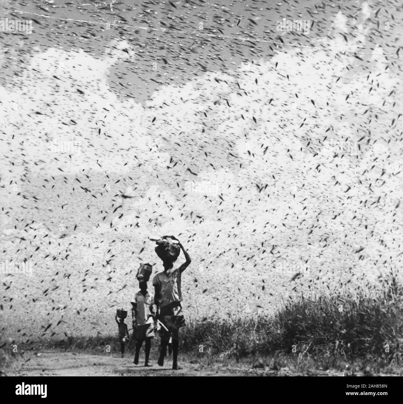 Kenia, drei Männer Spaziergang entlang einem Feldweg, der Bündel auf dem Kopf inmitten eines dichten Schwarm von Heuschrecken. Originalmanuskript Bildunterschrift: Heuschrecken in Kavirondo Provinz Kenias. 1933, 1933. 1995/076/1/2/8/44. Stockfoto