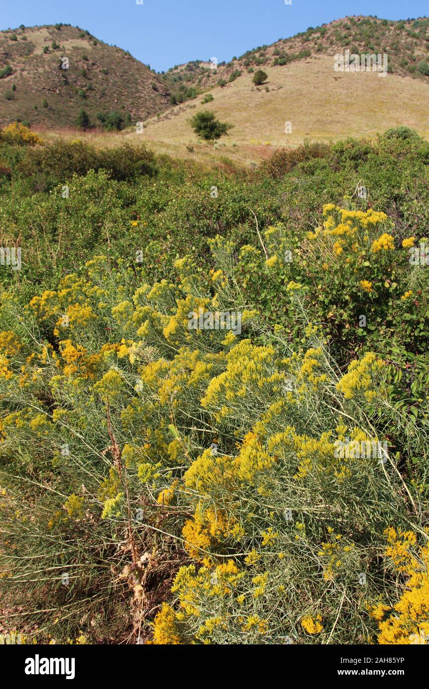 Gelbe wildflower Bush, Ericameria nauseosa, neben der Trading Post Trail in Red Rocks State Park, Colorado, USA, Wachsende Stockfoto