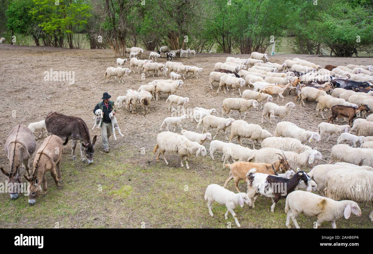 Schafherde und Hirte auf der Wiese. Trentino Alto Adige, Norditalien, Europa. Ovis aries. Stockfoto