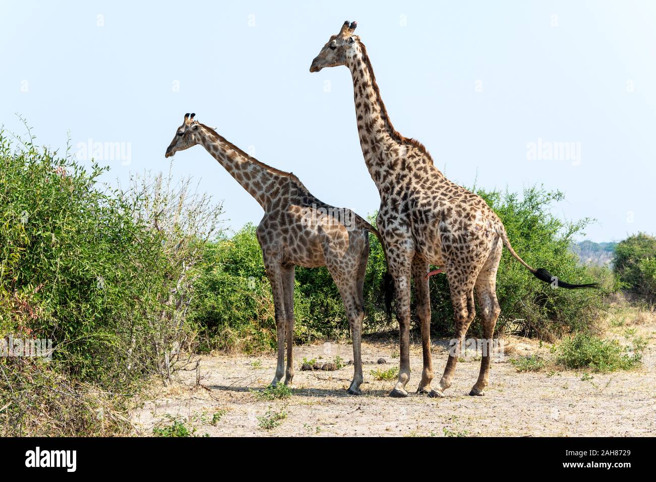 Paar Erwachsene Südgiraffen (Giraffa camelopardalis) vor der Paarung im Chobe National Park, Botswana, Südliches Afrika Stockfoto