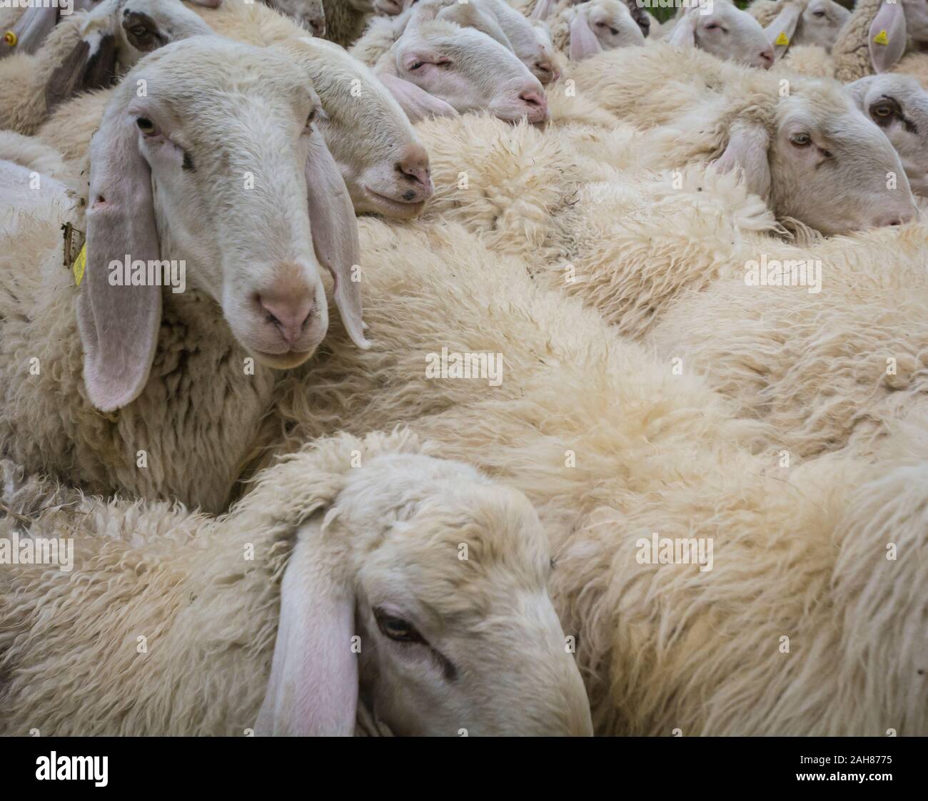 Große Schaf Herde, Trentino Alto Adige, Norditalien - Schafherde Stockfoto