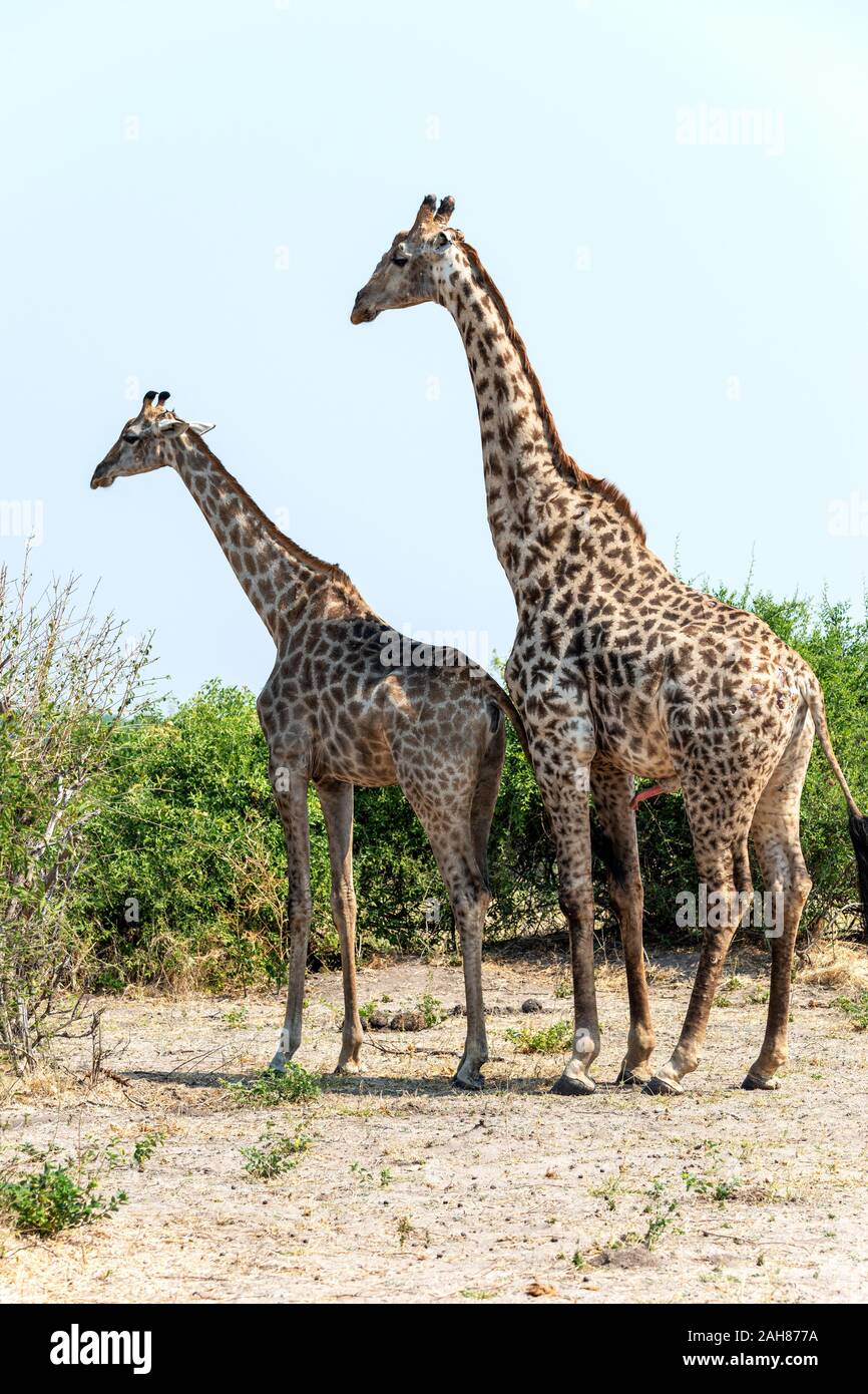 Paar Erwachsene Südgiraffen (Giraffa camelopardalis) vor der Paarung im Chobe National Park, Botswana, Südliches Afrika Stockfoto