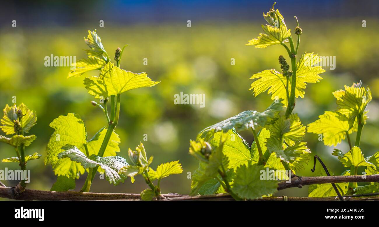 - Vitis Vinifera. Die Blütezeit der Rebe. Die Blütezeit der Trauben im Weinberg im Frühjahr. Blätter und Rebholz Stockfoto