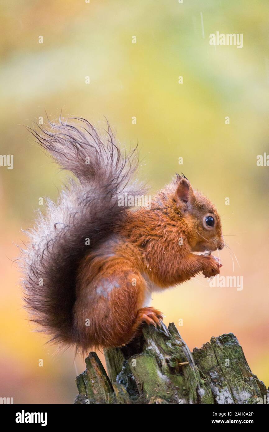 Reife rote Eichhörnchen fressen Haselnüsse im Regen auf einem Baumstumpf im Herbst in einem englischen Woodland, Northumberland Stockfoto