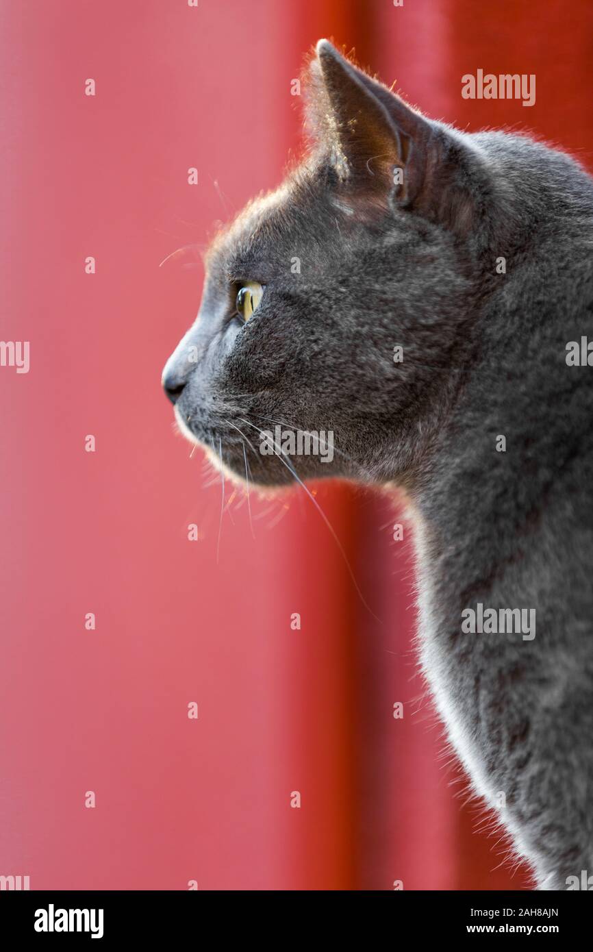 Nahaufnahme Porträt einer grauen chartreux Katze, die seitlich schaut, vor einem roten Bokeh Hintergrund Stockfoto