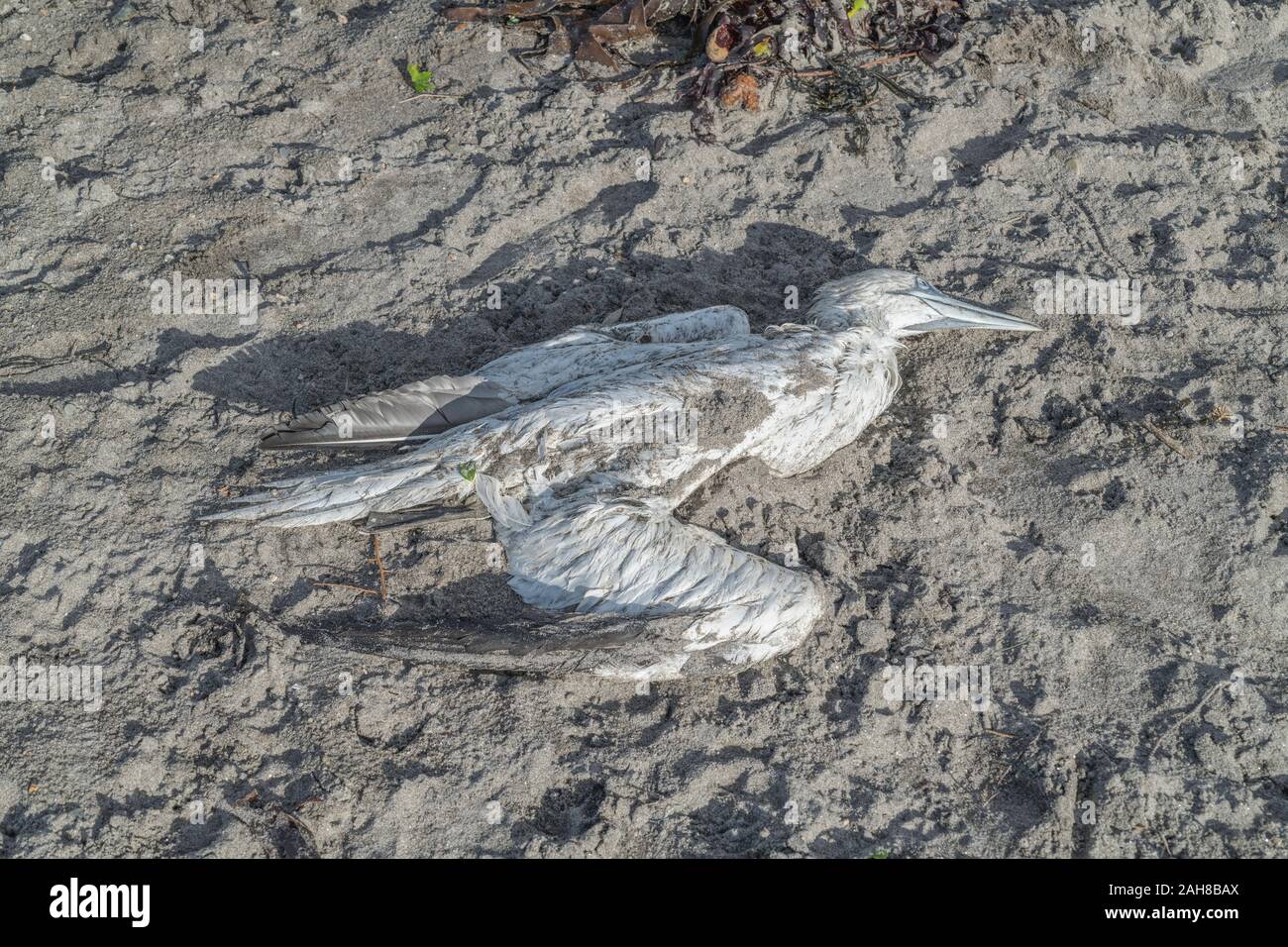 Toter Northern Gannet/Morus bassanus wurde in der Wintersonne am Strand an Land gespült. Für Tod, Tod der Tiere, tote Seevögel, Vogelgrippe, Steintote. Stockfoto