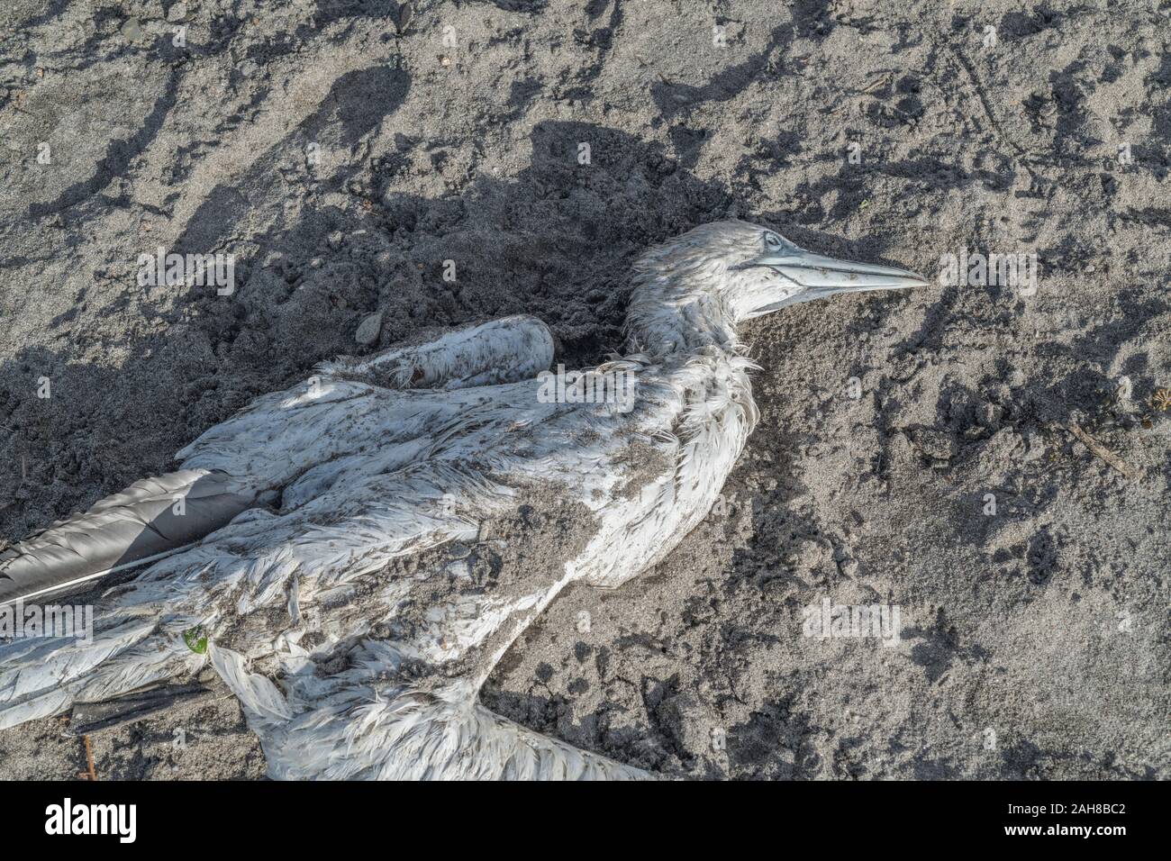 Toter Northern Gannet/Morus bassanus wurde in der Wintersonne am Strand an Land gespült. Für Tod, Tod der Tiere, tote Seevögel, Vogelgrippe, Steintote. Stockfoto