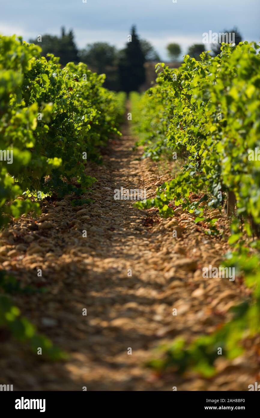 Nahaufnahme von zwei Reihen von Trauben in einem französischen Weinberg an einem sonnigen Sommertag Stockfoto