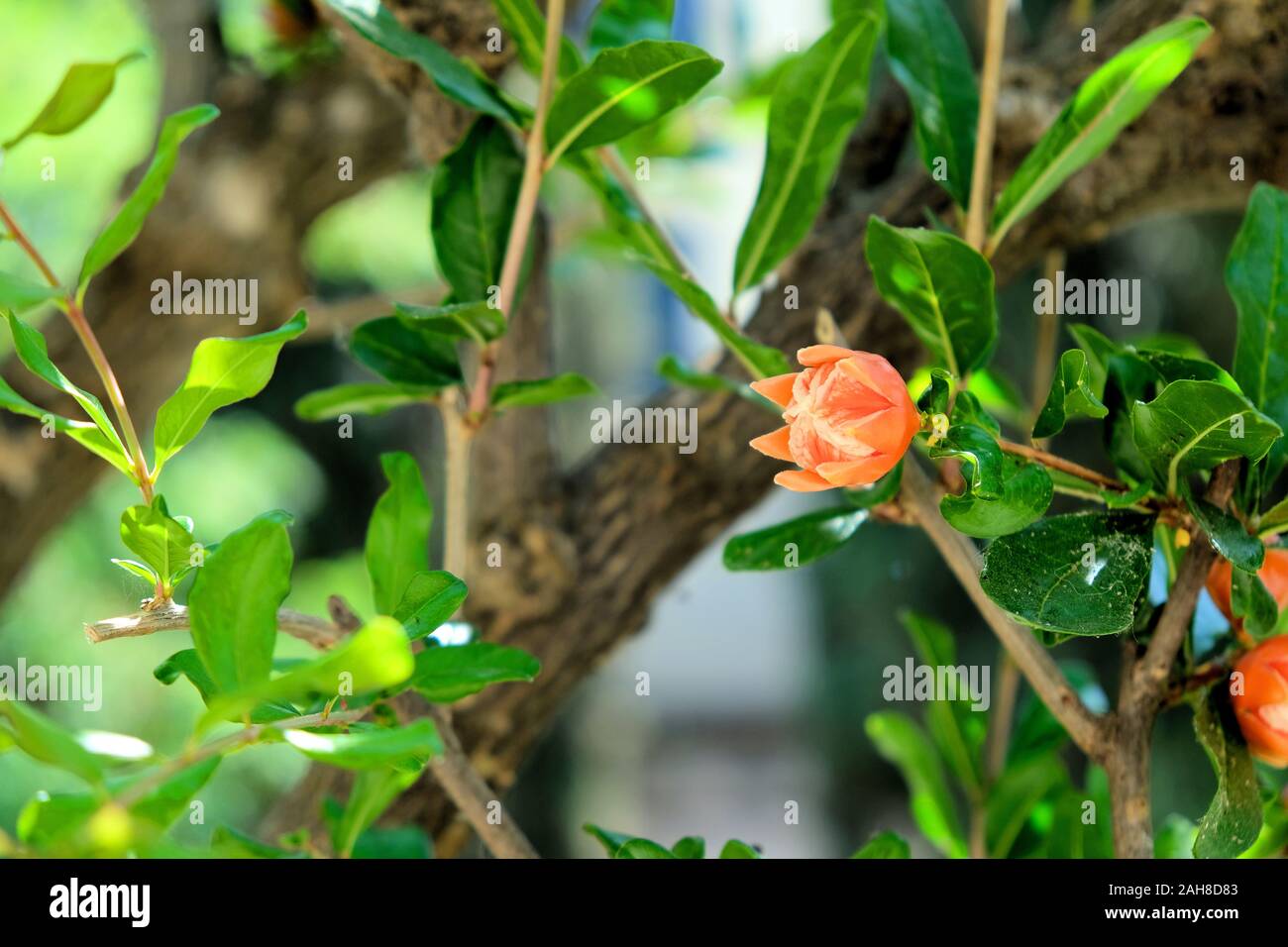 Knospe Blüte (Punica Granatum) durch Blätter und Zweige auf dem Granatapfelbaum umgeben; angehende Granatapfel Blume. Stockfoto