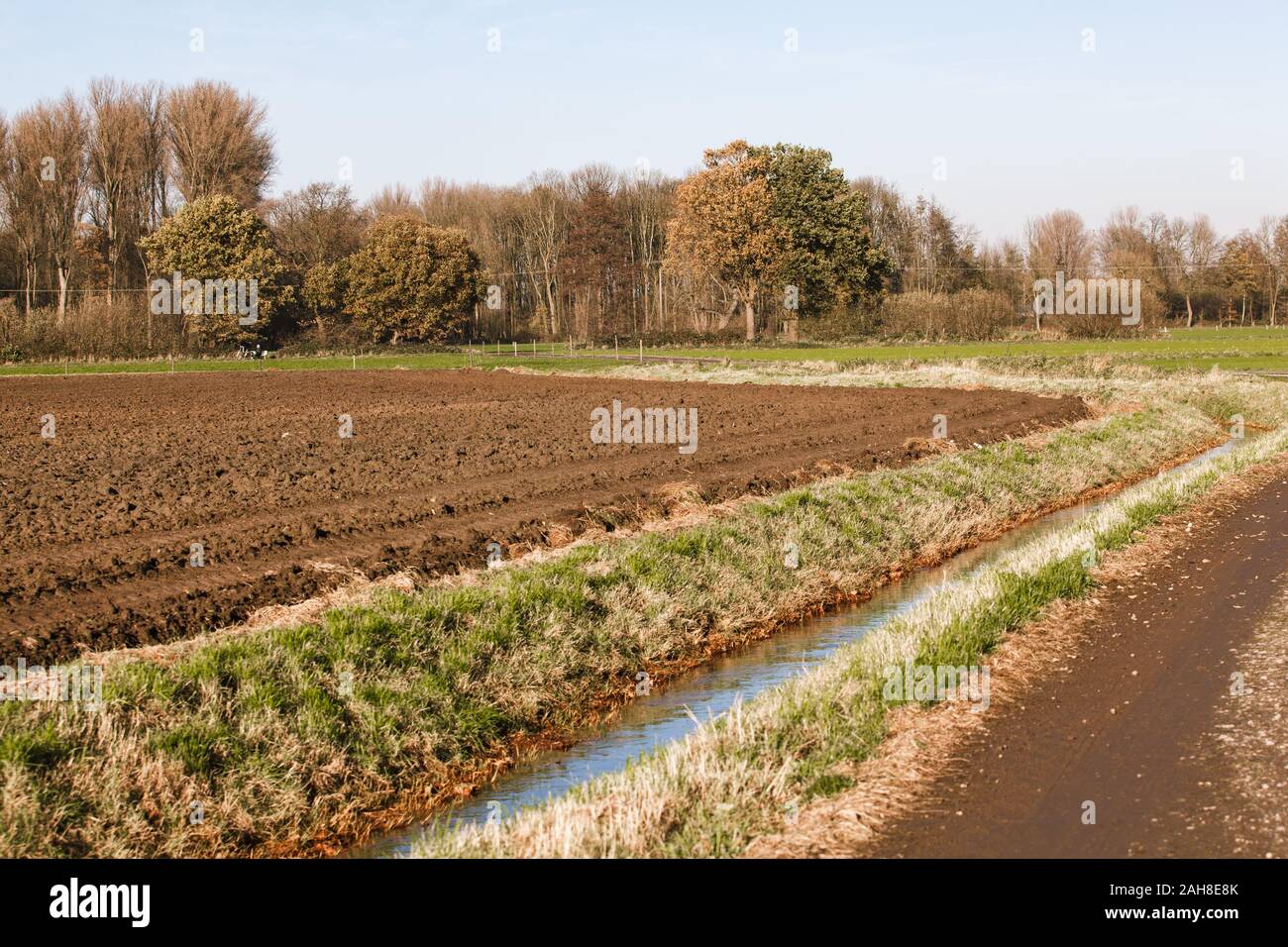 Gepflügten Feldes in der Nähe der Bäume. Die Bäume im Hintergrund eines gepflügten Feldes Stockfoto
