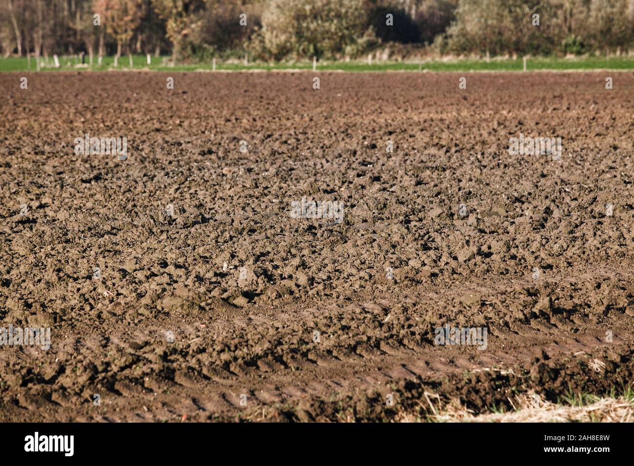 Gepflügten Feldes in der Nähe der Bäume. Die Bäume im Hintergrund eines gepflügten Feldes Stockfoto