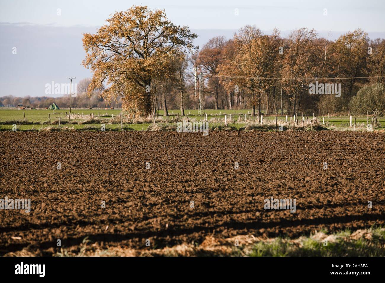 Gepflügten Feldes in der Nähe der Bäume. Die Bäume im Hintergrund eines gepflügten Feldes Stockfoto