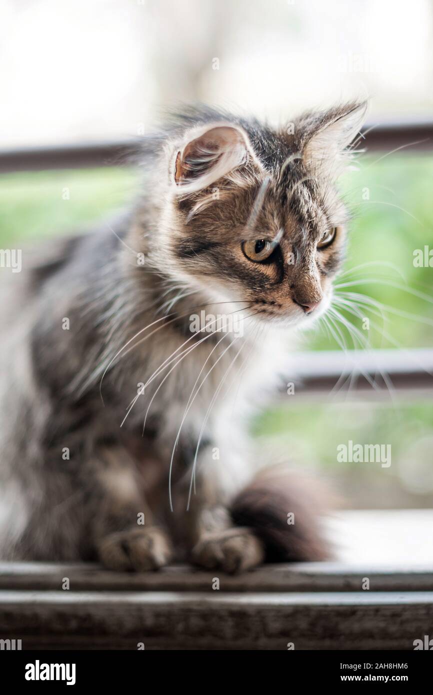 Nahaufnahme des Porträts einer jungen Katzenkinder mit langem Fell und Whiskern vor einem bokehaften Hintergrund Stockfoto