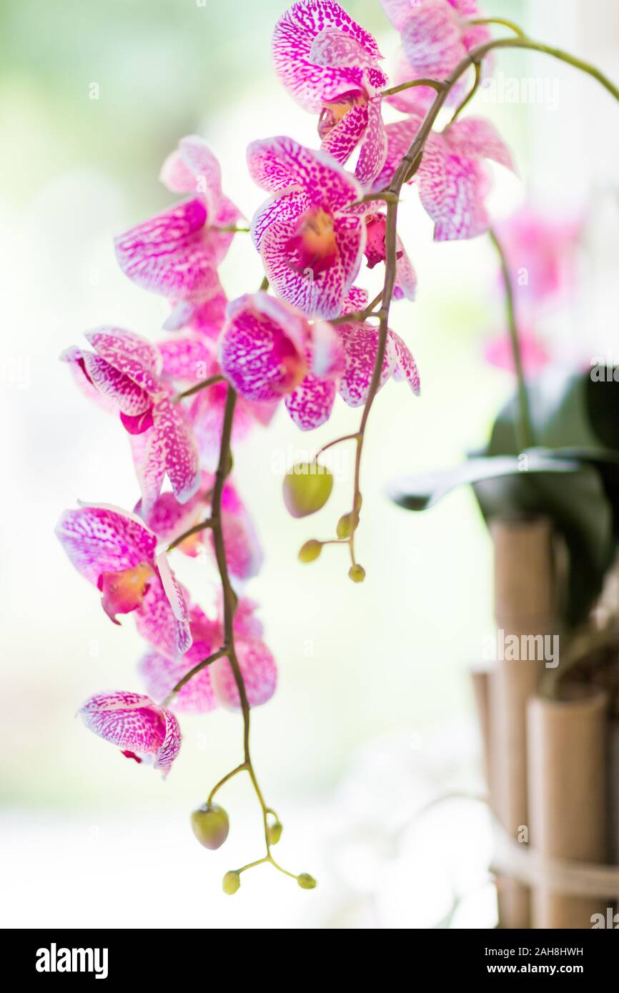 Nahaufnahme einer rosa Orchidee Blüte gegen eine helle Bokeh-Hintergrund Stockfoto