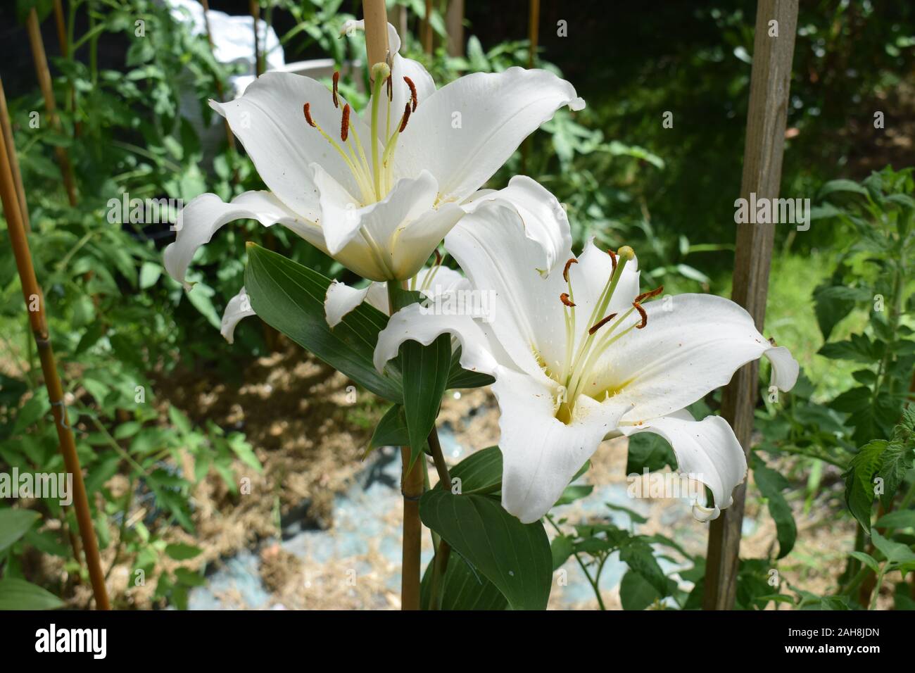 Lilium Rialto Stockfoto