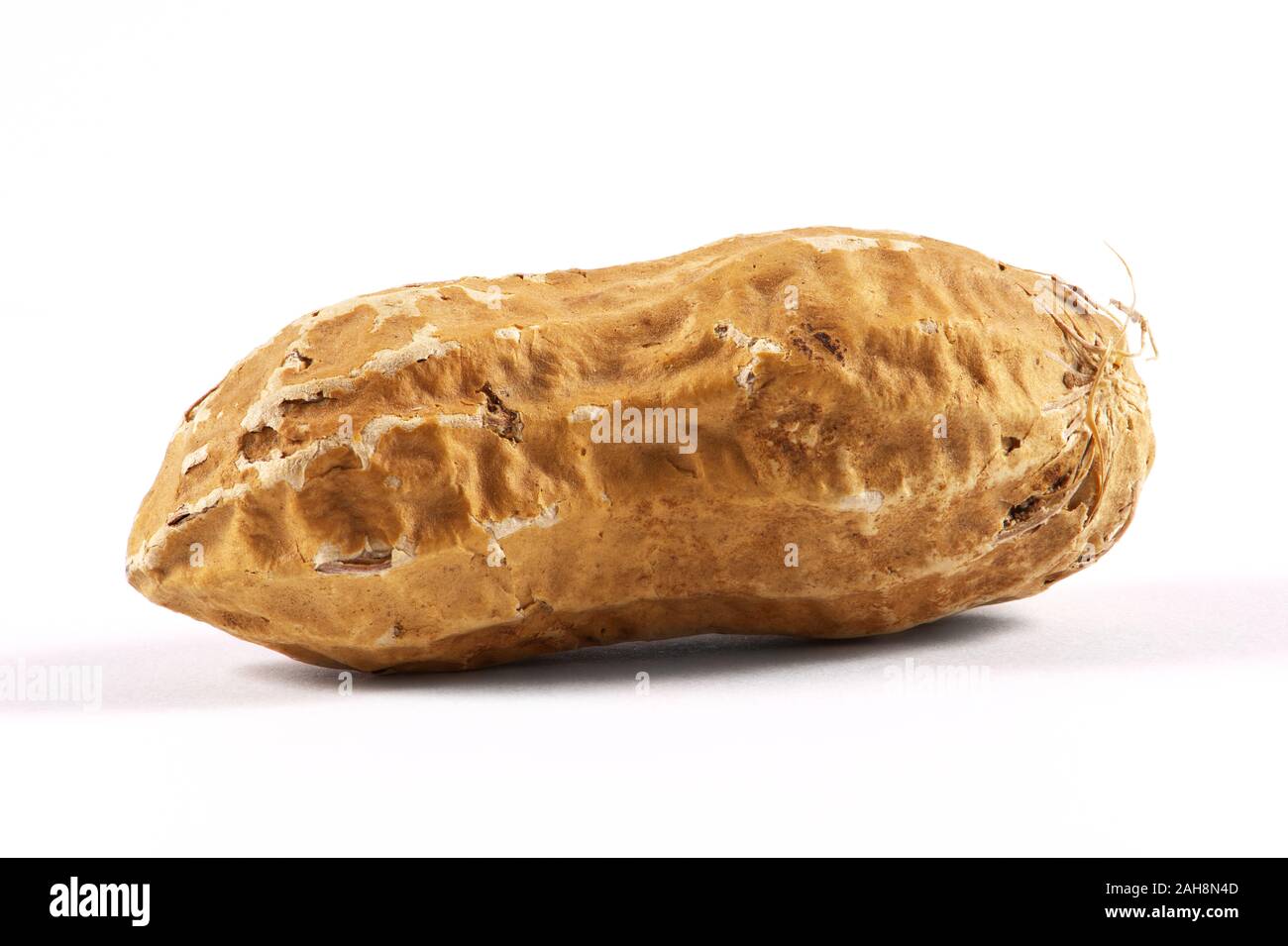 US-amerikanische Erdnüsse in der Schale, geröstet. Makro Nahaufnahme. Single erdnuß vor weißem Hintergrund. Stockfoto