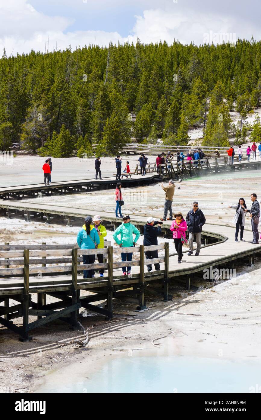 Norris Geyser Basin, Yellowstone-Nationalpark, Wyoming, Vereinigte Staaten von Amerika Stockfoto