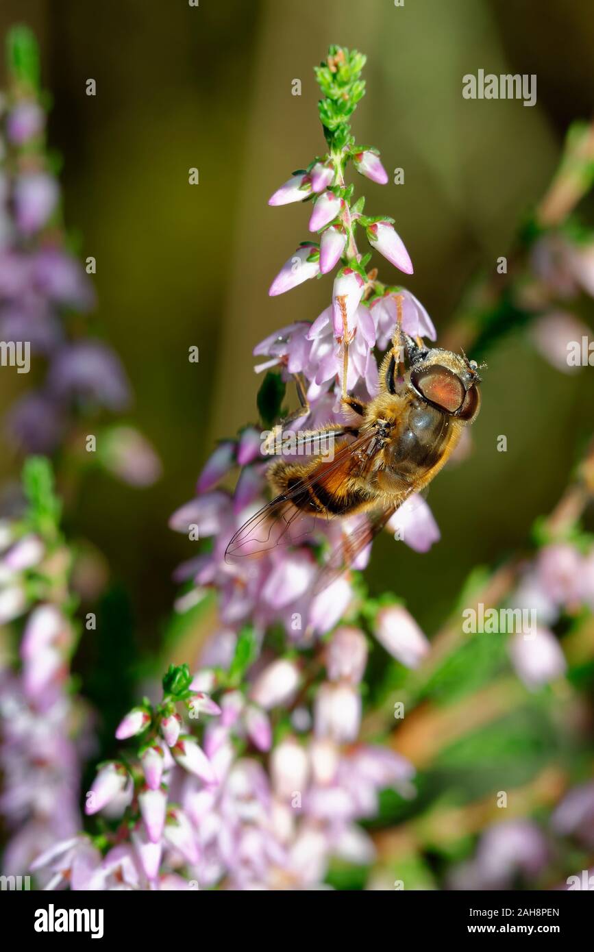 Hoverfly, Eristalis pertinax Männlichen auf Heidekraut Calluna vulgaris Stockfoto