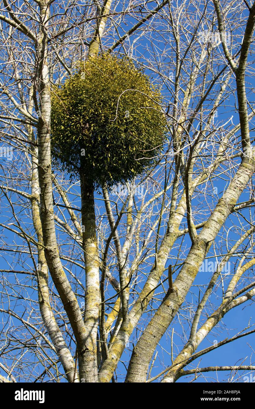 Die europäische Mistel (Viscum album) zunehmend auf eine Schwarze Pappel (Populus nigra) in Canterbury, Kent, Großbritannien. Stockfoto
