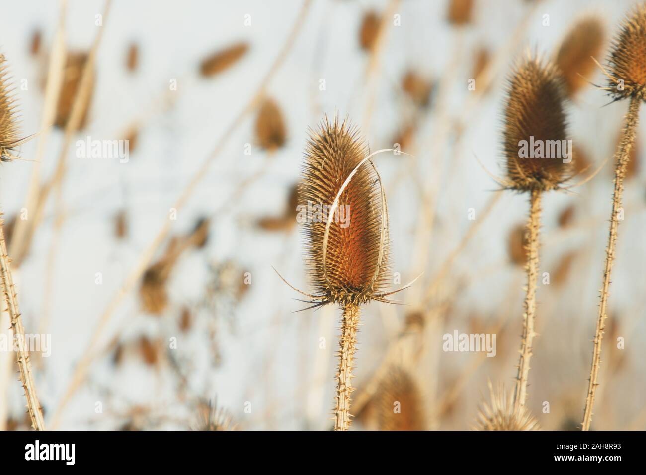 Trockene Distel im Herbst. Thistle ist eine blühende Pflanze aus der Familie der Asteraceae. Stockfoto