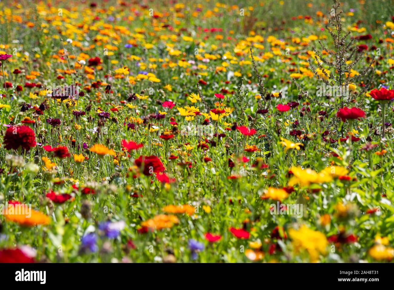 Schöne Wiese Blumen - Rot und Gelb Stockfoto