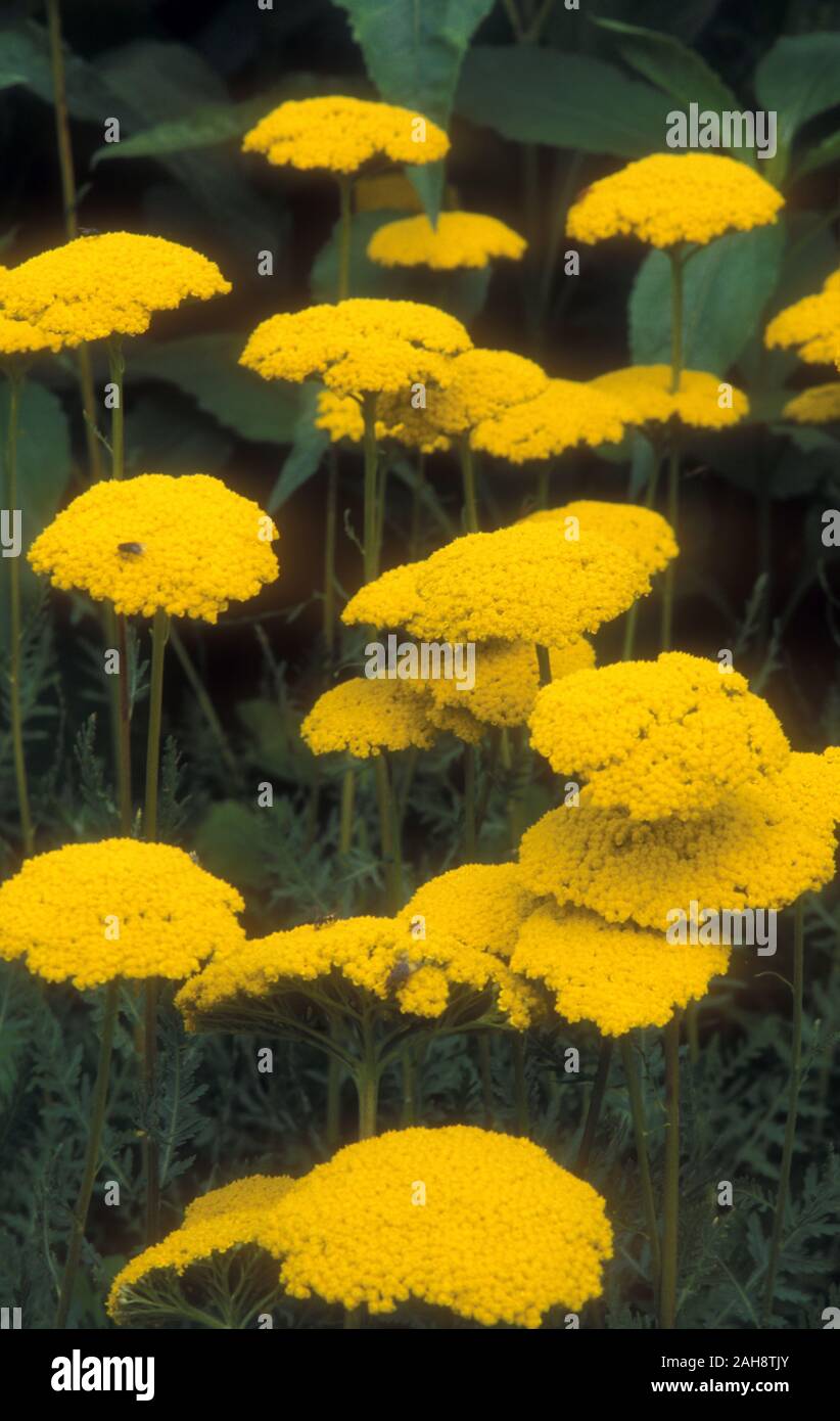 ACHILLEA FILIPENDULINA 'PARKER'S VARIETY' (BEKANNT ALS SCHAFGARBE ODER MILFÖHR) EINE STAUDENPFLANZE. NEW SOUTH WALES, AUSTRALIEN. Stockfoto