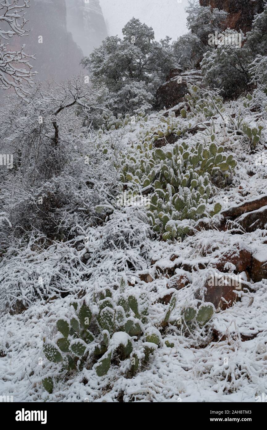 Kakteen im Winter Schnee im Zion National Park in Utah Stockfoto