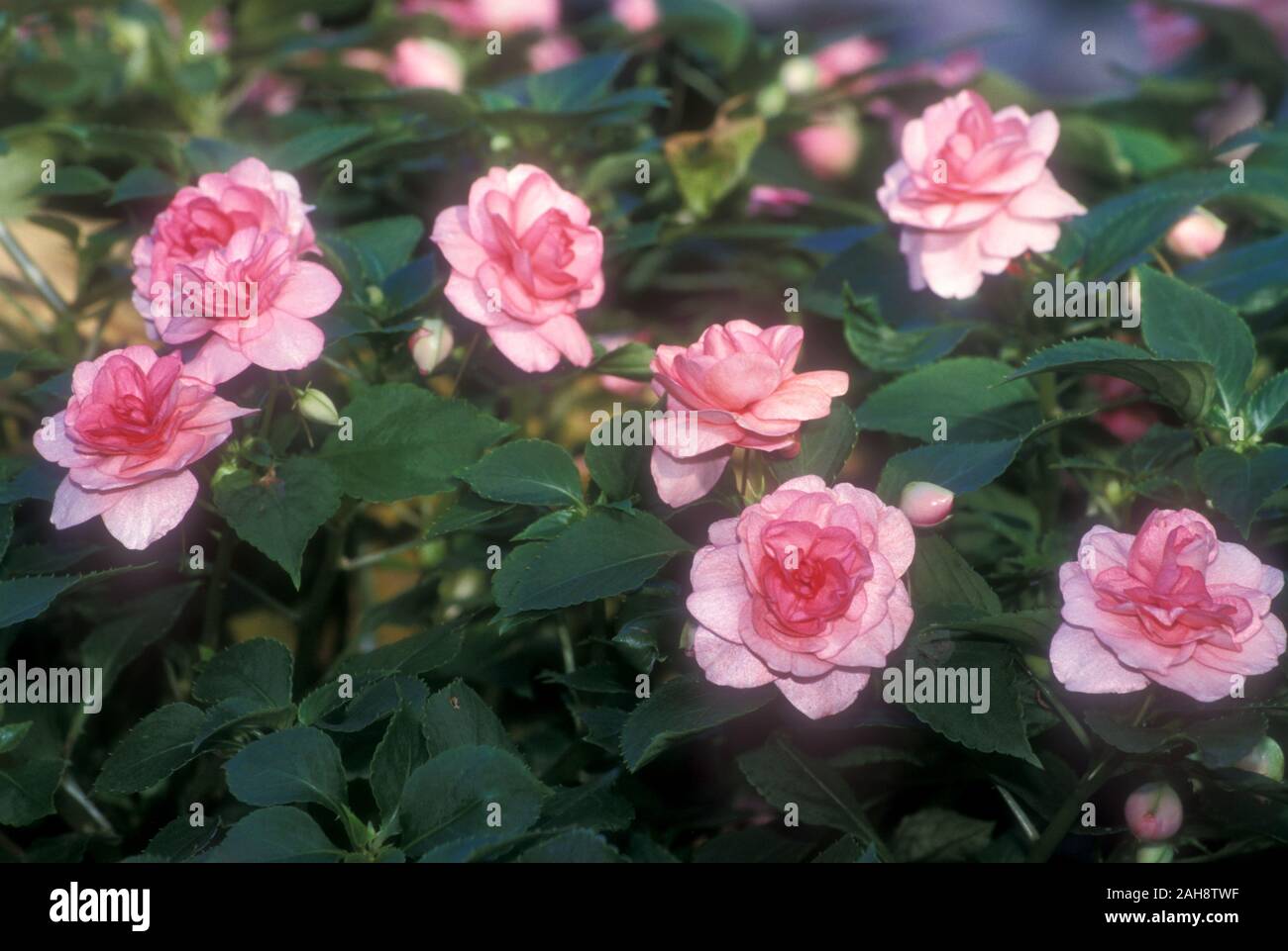 GESUNDE DOPPEL-ROSA IMPATIEN BLÜTEN (ALLGEMEIN BEKANNT ALS BUSY LIZZIES) IMPATIEN WALLERIANA. Stockfoto