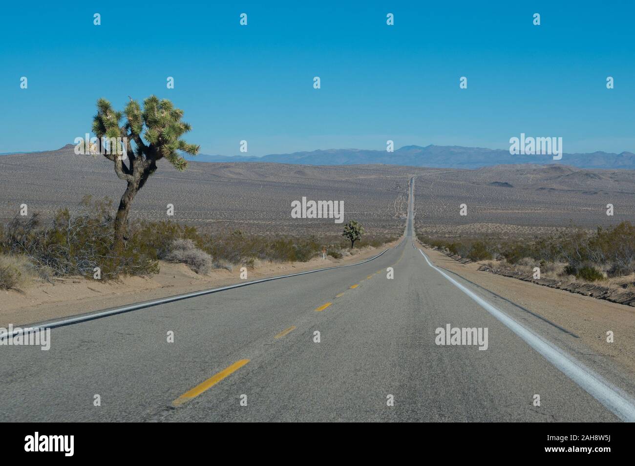 Joshua Baum neben der Straße in der Wüste in Kalifornien Stockfoto