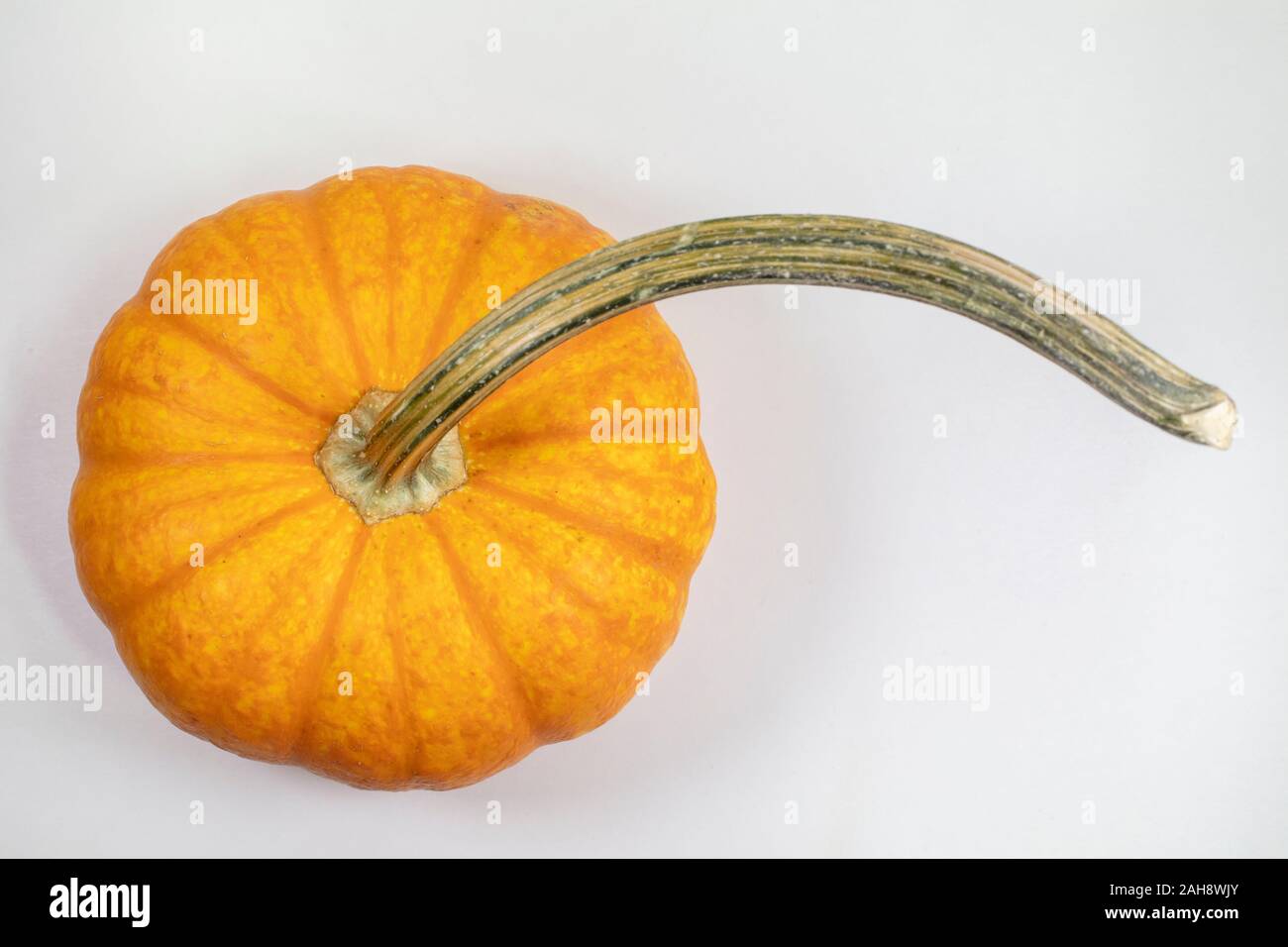 Lange stammte orange Kürbis auf weißem Hintergrund closeup isoliert Stockfoto