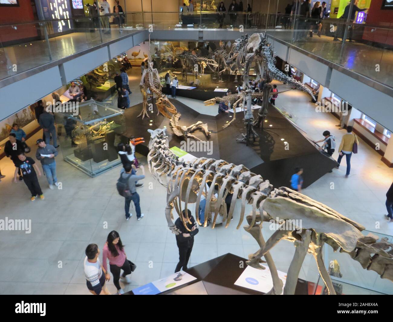 Saurierskelette im Natural History Museum in Los Angeles County Stockfoto