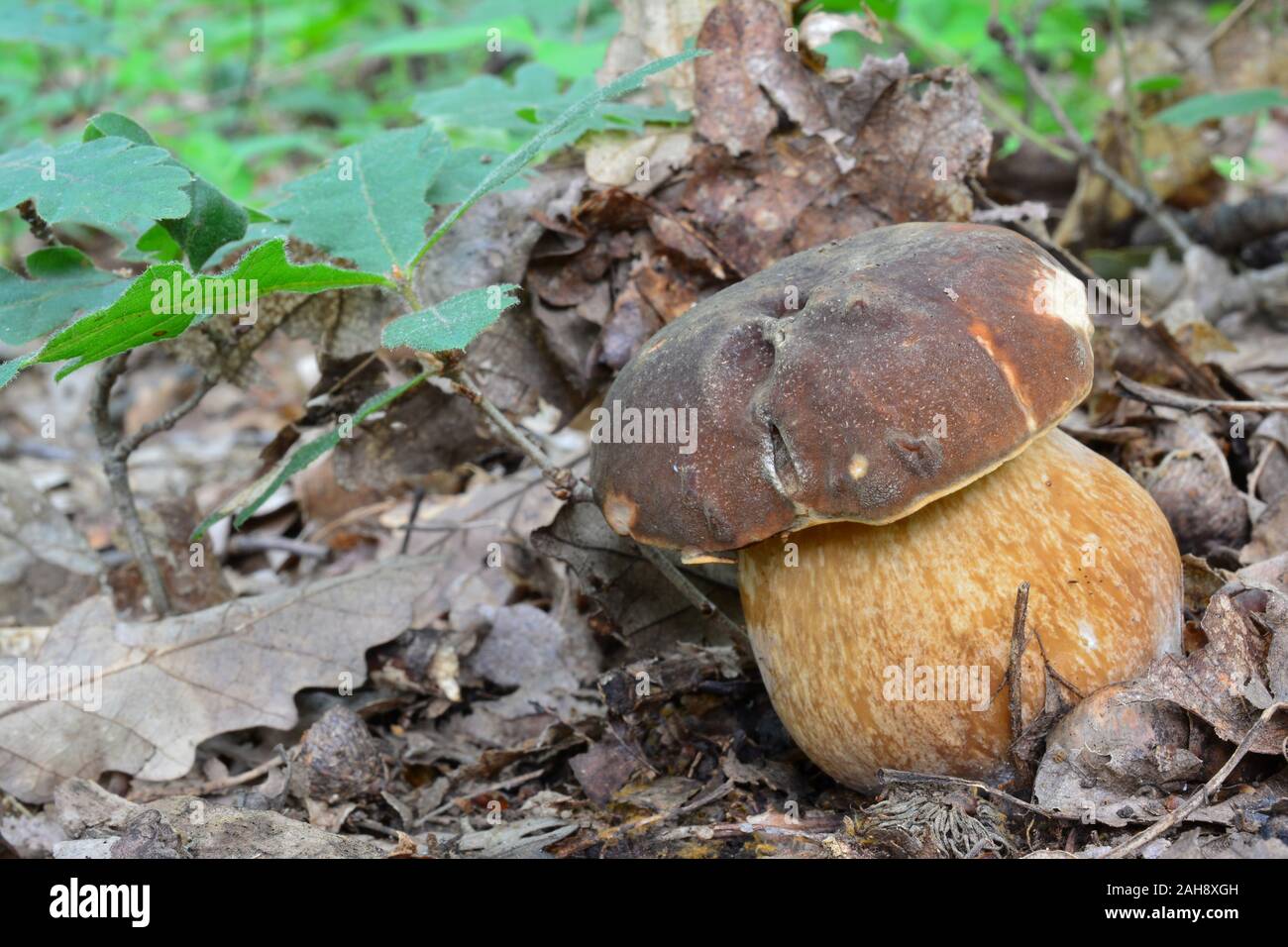 Eine einzige pecimen der Boletus aereus oder dunklen Cep, oder Bronze bolete Pilz im natürlichen Lebensraum, neben Eiche Setzlinge, horizontale Ausrichtung Stockfoto