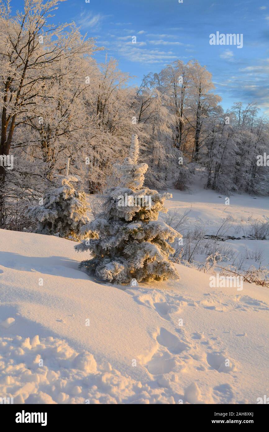 Bergwald im Winter während der Goldenen Stunde, Buche Wald im Hintergrund und ein paar Tannen im Vordergrund, vertikale Ausrichtung Stockfoto