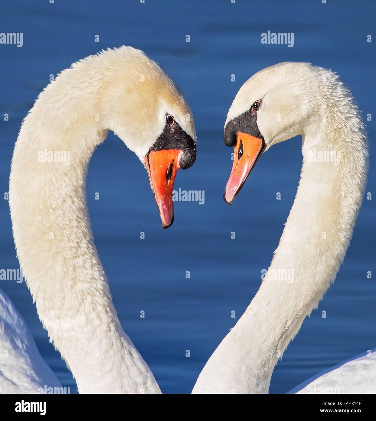 Höckerschwan (Cygnus olor) männlichen und weiblichen amorously sich einander Holding führt zärtlich nahe, Baden-Württemberg, Deutschland Stockfoto