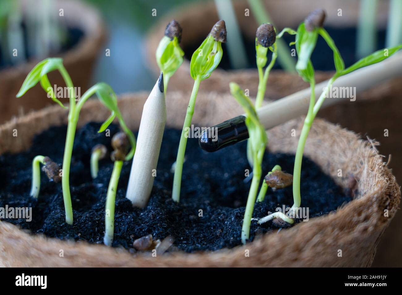 Plantable Bleistifte aus Bambus & in biologisch abbaubaren Kokosnuss Schale Töpfe gepflanzt. Anstelle von einem Radiergummi am Ende, eine biologisch abbaubare Gelatine Kapsel ist Stockfoto
