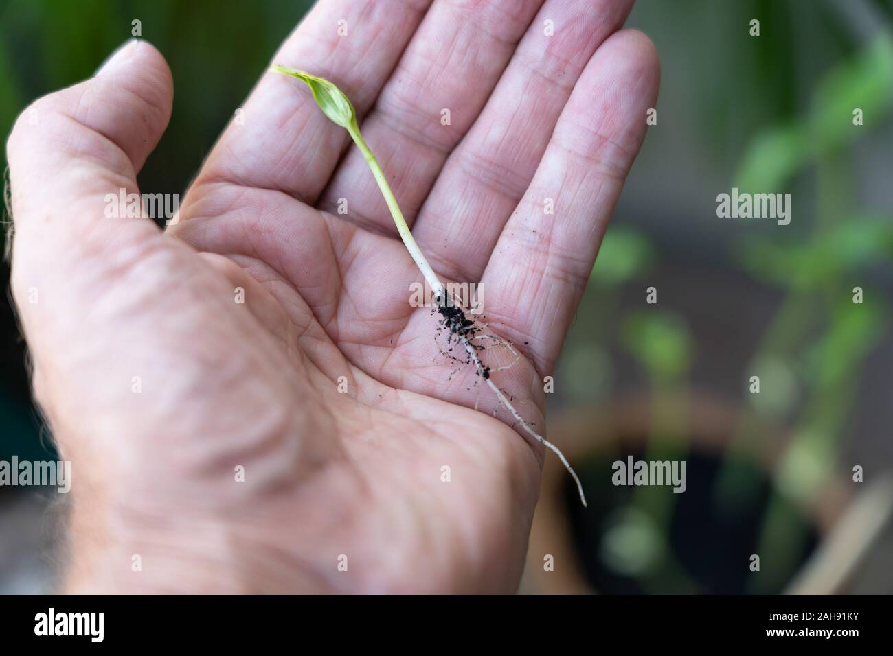 Eine gesunde Okra anlage Sämling ruht in einem mans hand bereit für das Umpflanzen. Stockfoto