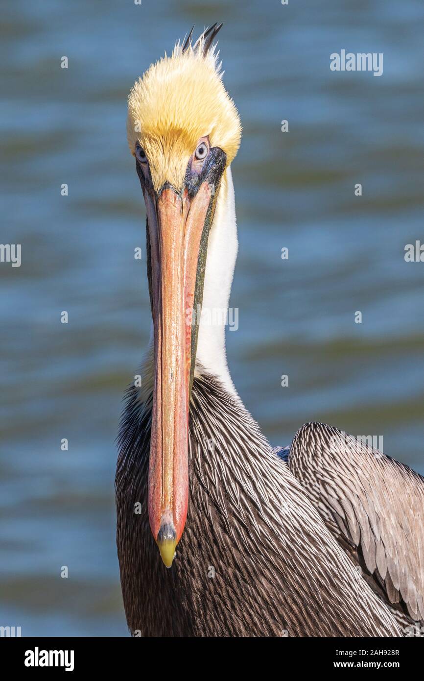 Brown pelican bei Seawolf Park auf Pelican Island, Galveston, Texas. Stockfoto