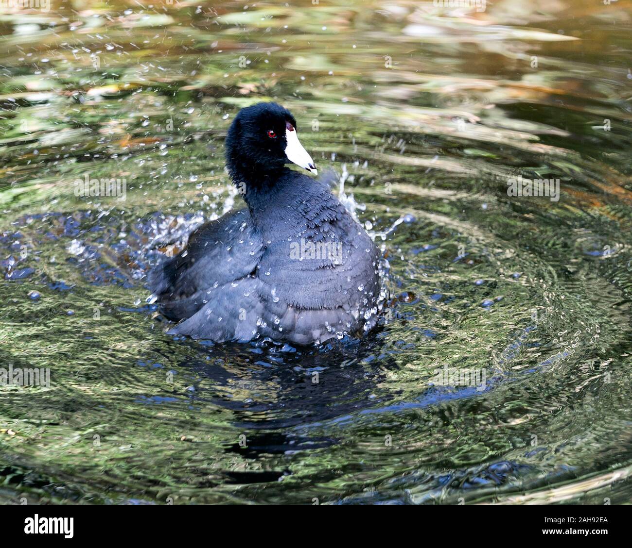 Schwarz Scoter oder Amerikanischen Scoter Vogel in der Nähe Profil ansehen im Wasser, mit Spritzwasser angezeigte flauschige Nass schwarzes Gefieder, schwarzer Kopf, Auge, wh Stockfoto