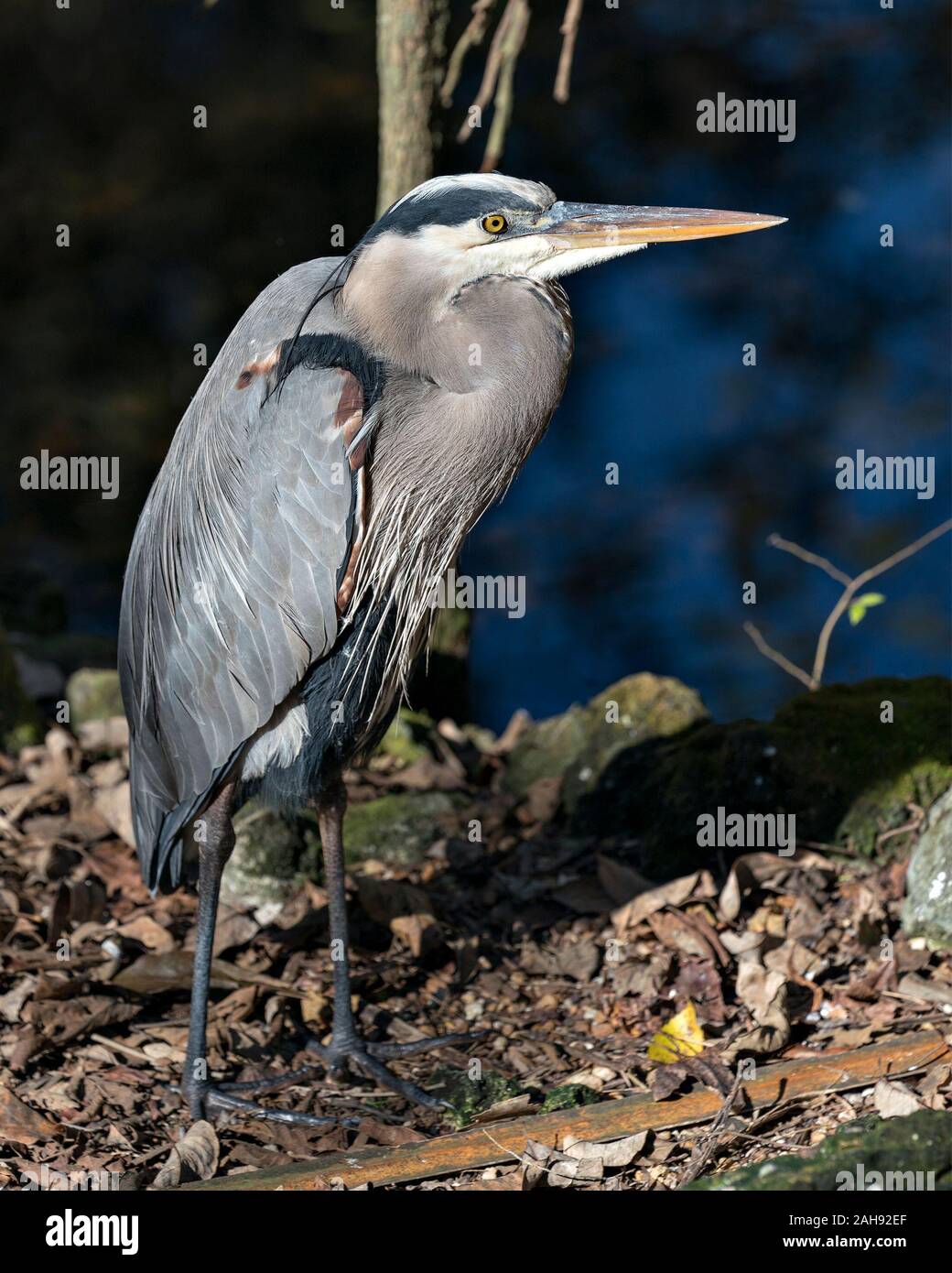 Bleu Heron Vogels close-up Profil anzeigen am Boden steht durch das Wasser mit einem Bokeh Hintergrund, blaue Federn Gefieder, Schnabel, Fuß, Auge, in i Stockfoto