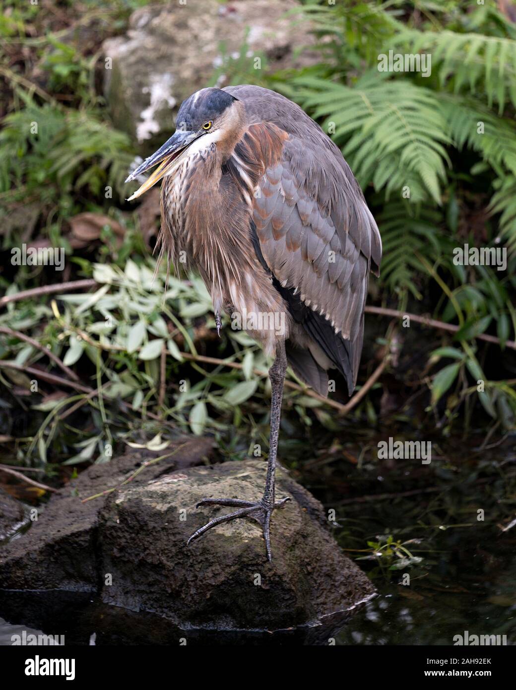 Bleu Heron Vogel in der Nähe Profil ansehen steht auf einem Felsen am Wasser mit einem Laub Hintergrund, blaue Federn Gefieder, Schnabel, Fuß, Auge, in Stockfoto