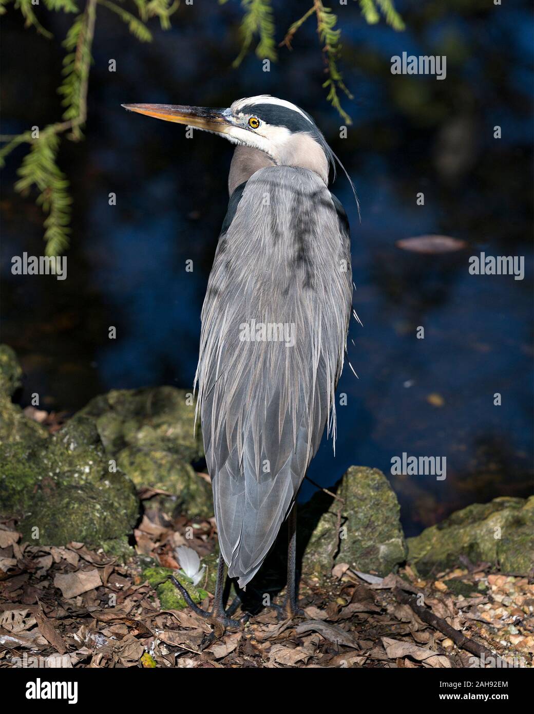 Bleu Heron Vogels close-up Profil anzeigen am Boden steht durch das Wasser mit einem Wasser Hintergrund, blaue Federn Gefieder, Schnabel, Fuß, Auge, in i Stockfoto
