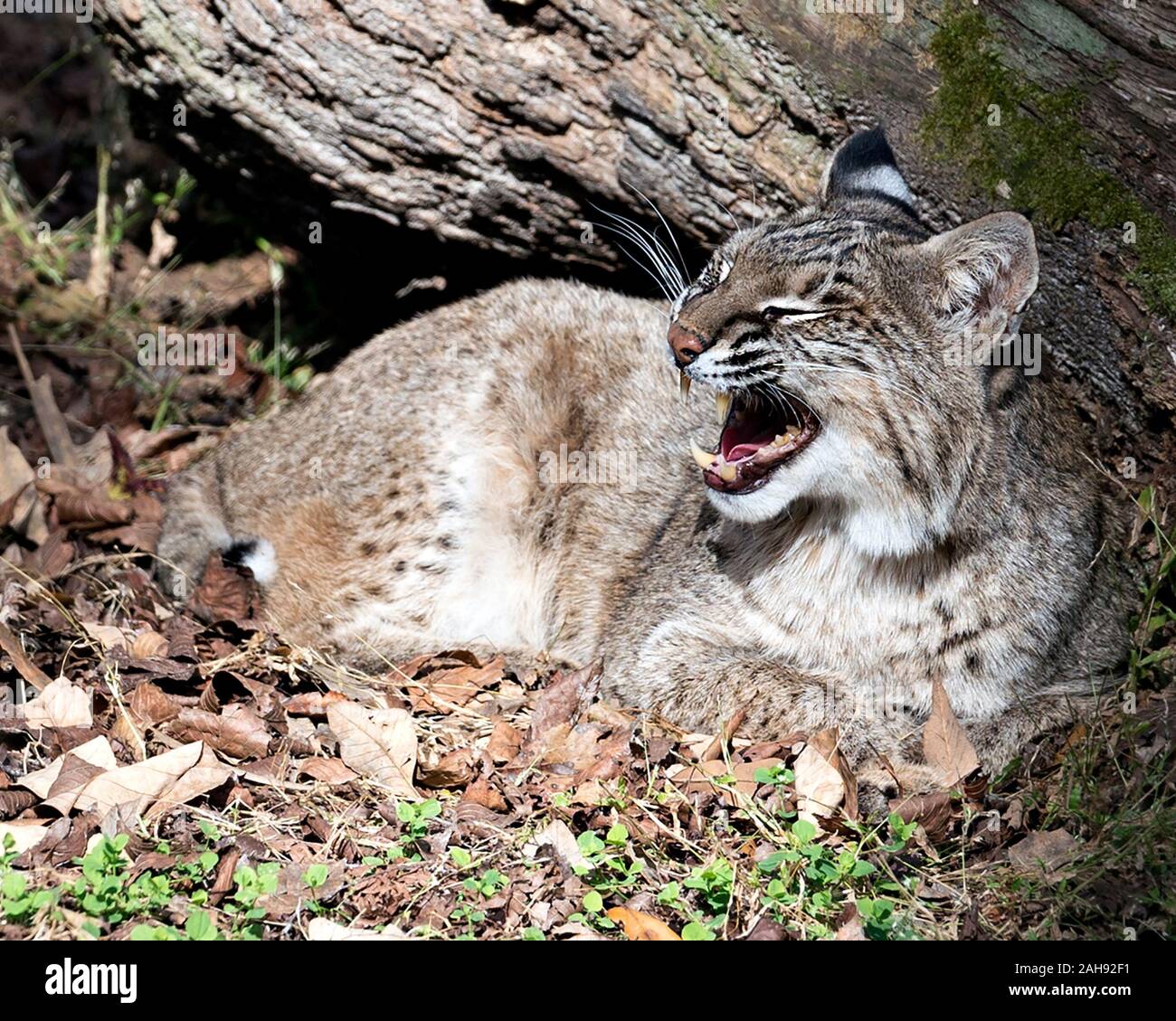 Bobcat Tieransicht Stockfotos und -bilder Kaufen - Alamy