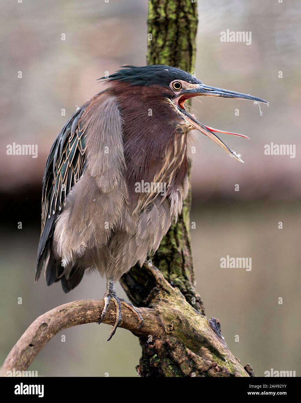 Green Heron Vogel auf einem Zweig angezeigte blaue Federn, Körper, geöffneten Schnabel, im Schnabel, Kopf, Augen, Füße mit einem Bokeh Hintergrund in seiner Umwelt Stockfoto