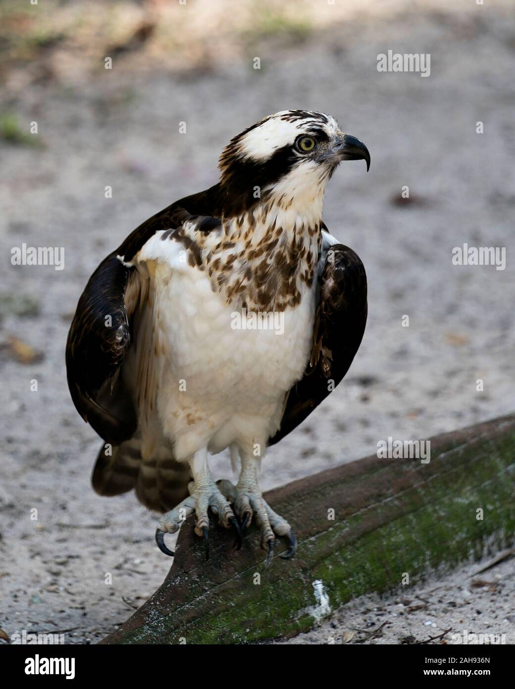 Osprey Vogel close-up Profil anzeigen auf Zweig mit bokeh Hintergrund mit braunen Federn gehockt, einer ausgebreiteten Flügel, Augen, Schnabel, Krallen, in seiner Surr Stockfoto