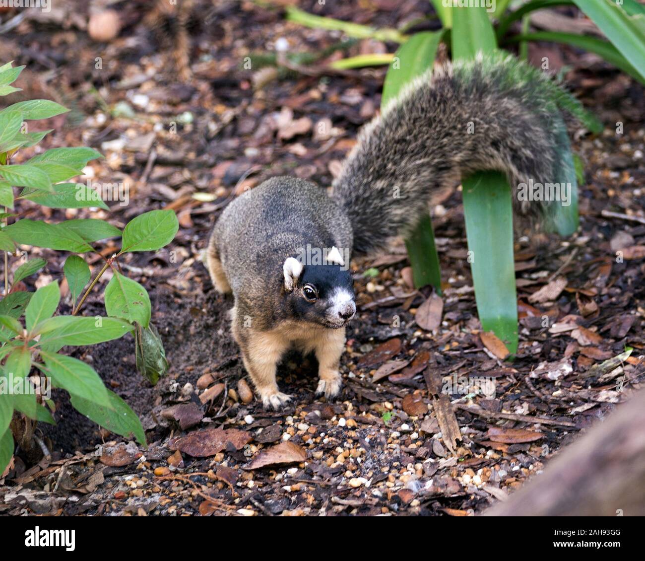 Sherman's Fox Squirrel Nahrungssuche und schauen in die Kamera in seiner Umgebung und Umwelt Mit einem unscharfen Hintergrund beim Anzeigen braunes Fell, BOD Stockfoto