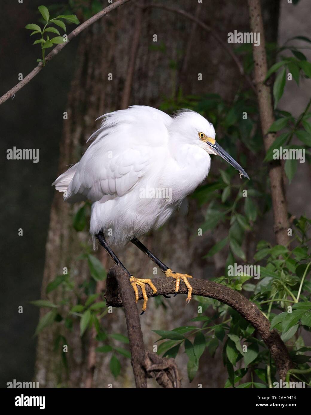 Snowy Egret Vogel in der Nähe Profil ansehen auf Zweig angezeigte weiße Federn thront Gefieder, flauschige Gefieder, Kopf, Schnabel, Augen, Füße in seine Umgebung ein Stockfoto