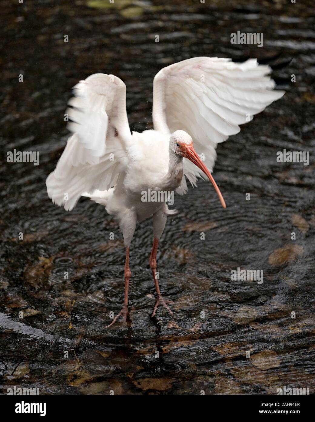 White Ibis Vogel close-up Profil anzeigen, indem Sie das Wasser mit bokeh Hintergrund mit ausgebreiteten Flügeln, weiße Federn Gefieder, Körper, Kopf, Augen, Schnabel, lang Stockfoto