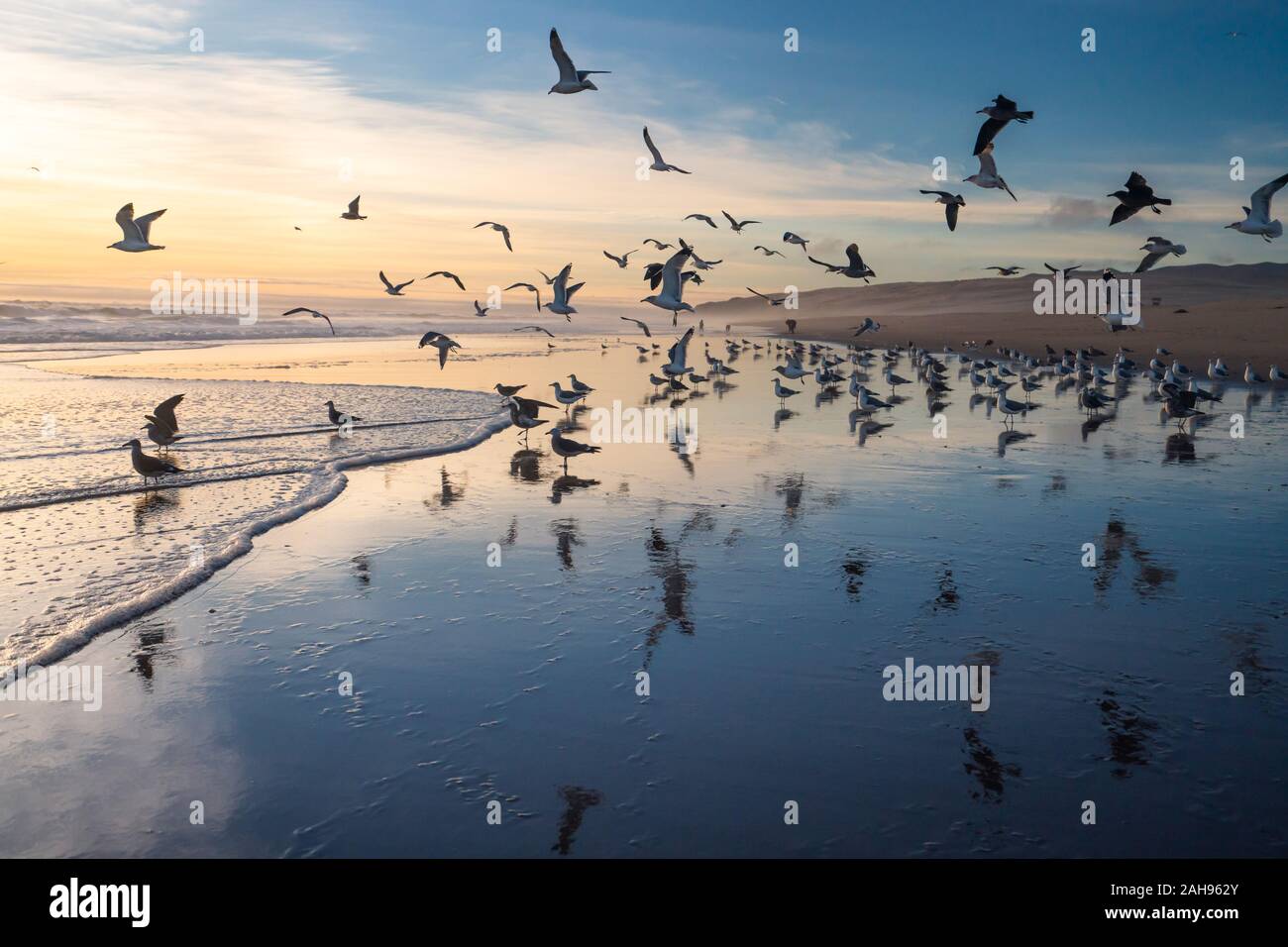 Sonnenuntergang am Strand und Herde von fliegenden Vögeln Stockfoto