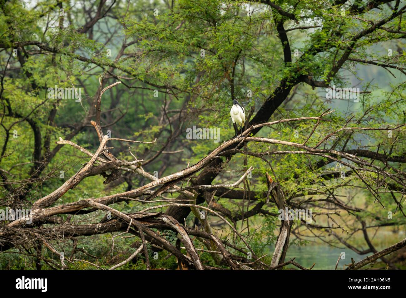 Schwarz oder Schwarz necked vorangegangen ibis ibis auf Baumstamm thront im Keoladeo Nationalpark oder Vogelschutzgebiet, bharatpur, Indien - Threskiornis melanocephal Stockfoto