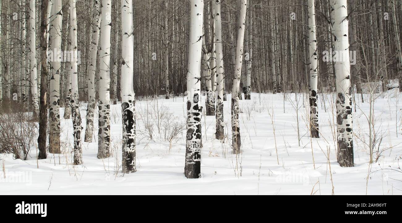 Aspen Bäume im Schnee Stockfoto